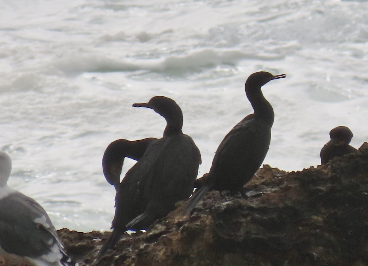 Pelagic Cormorant - ML644733573