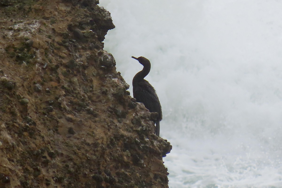 Pelagic Cormorant - ML644733574
