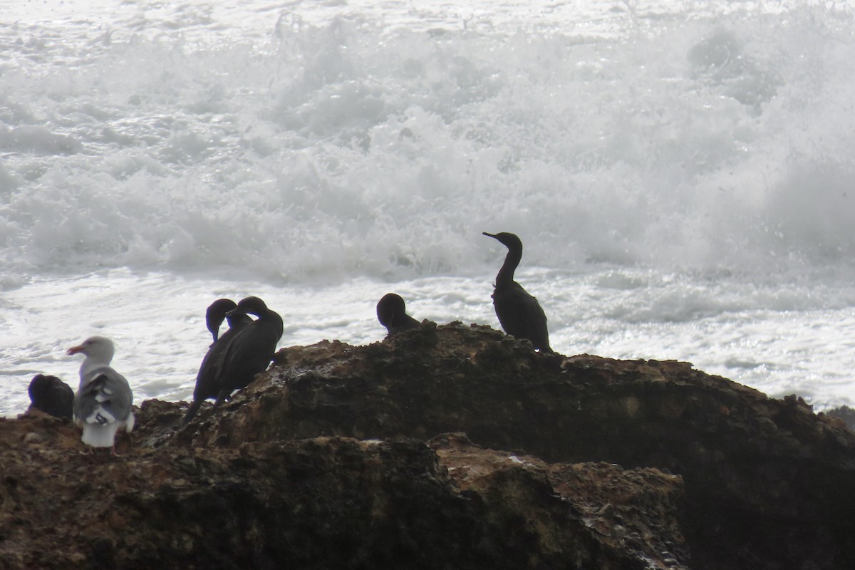 Pelagic Cormorant - ML644733575