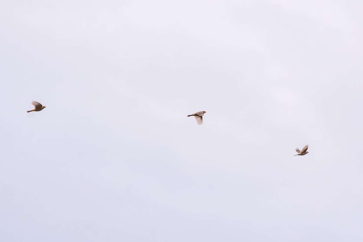 Tayga Çütresi - ML644733576