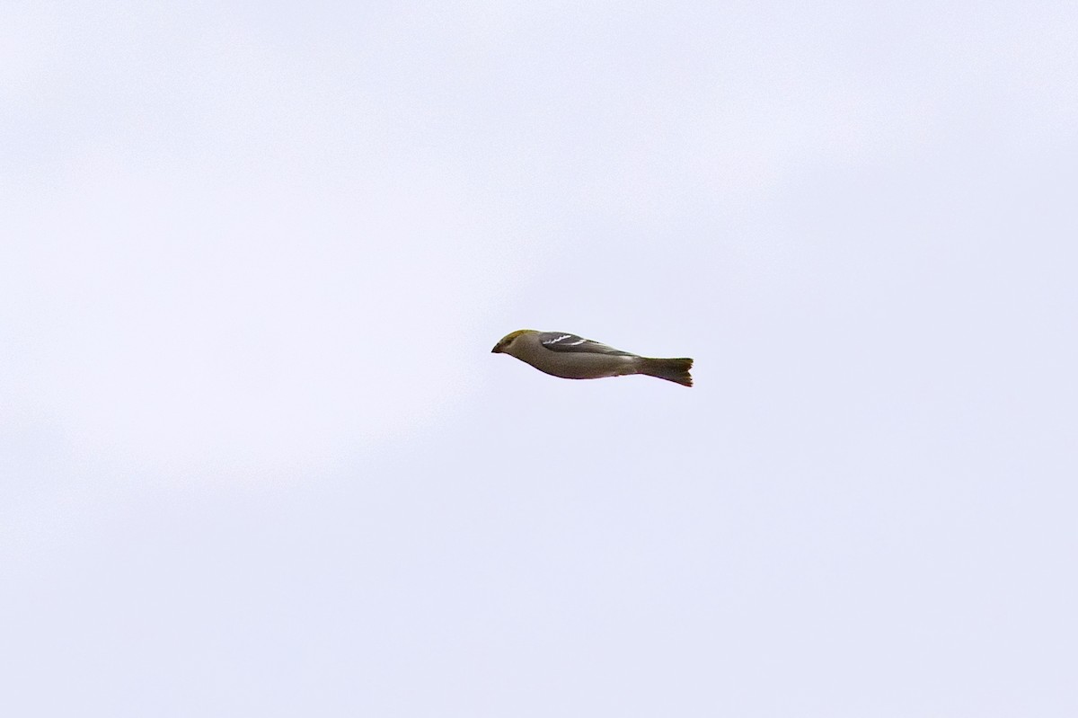 Tayga Çütresi - ML644733577