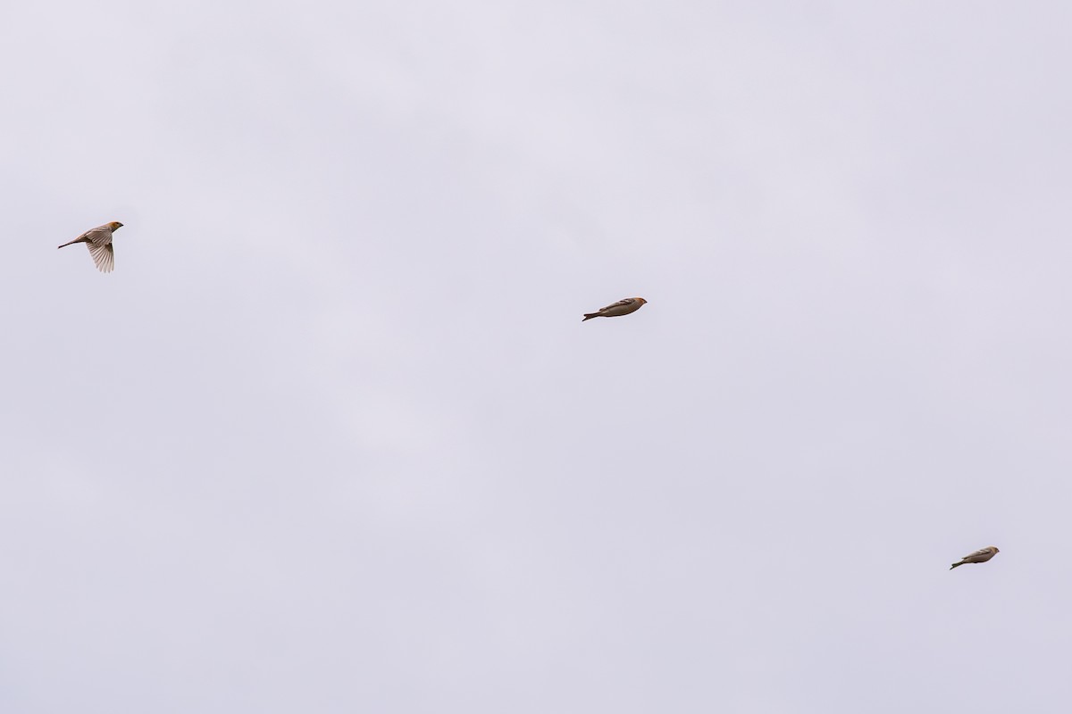 Tayga Çütresi - ML644733578