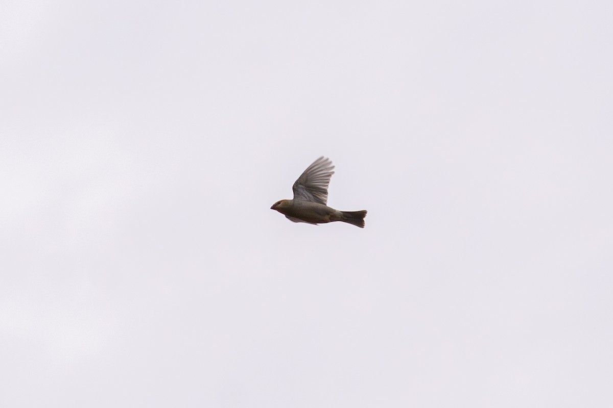 Tayga Çütresi - ML644733580