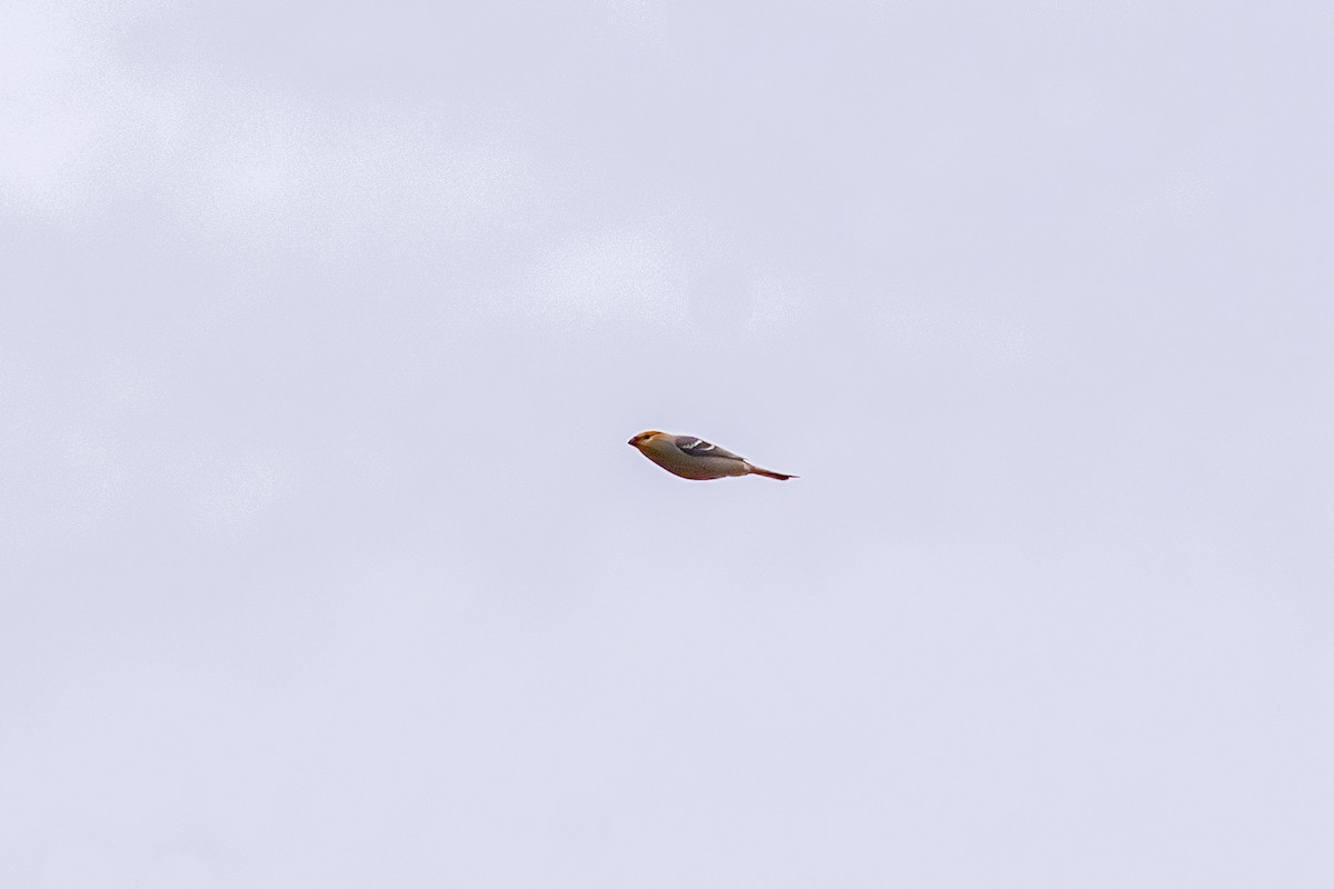 Tayga Çütresi - ML644733582