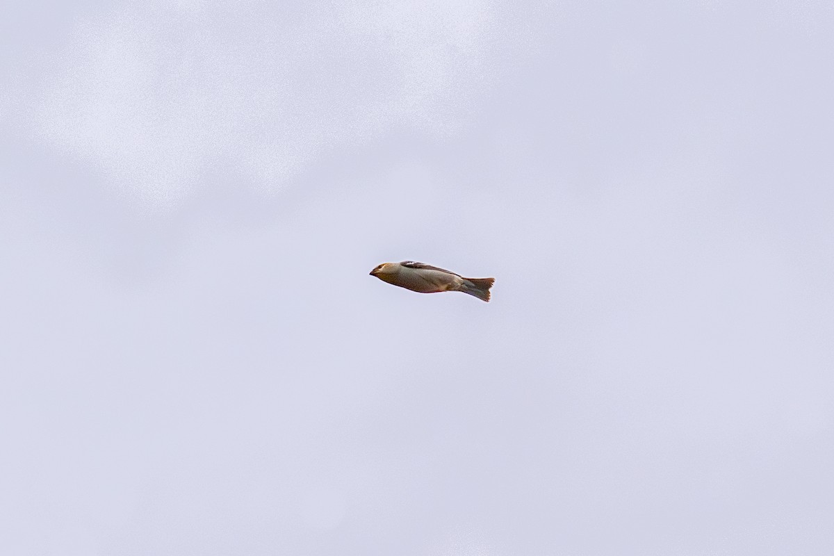 Tayga Çütresi - ML644733583