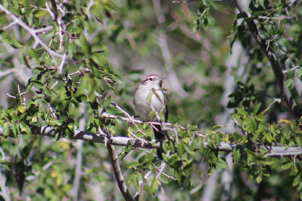 Підбуреник - ML644733584