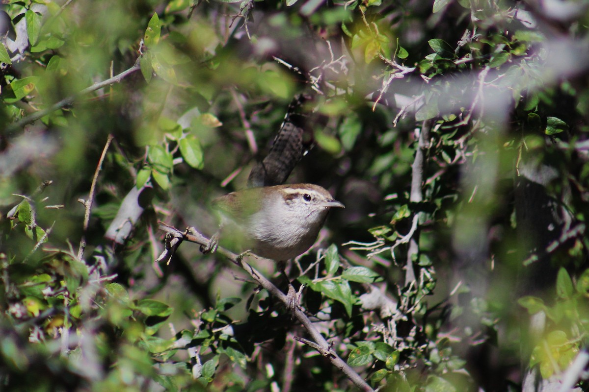 Підбуреник - ML644733585