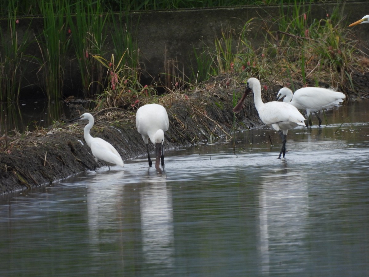 Black-faced Spoonbill - ML644733586