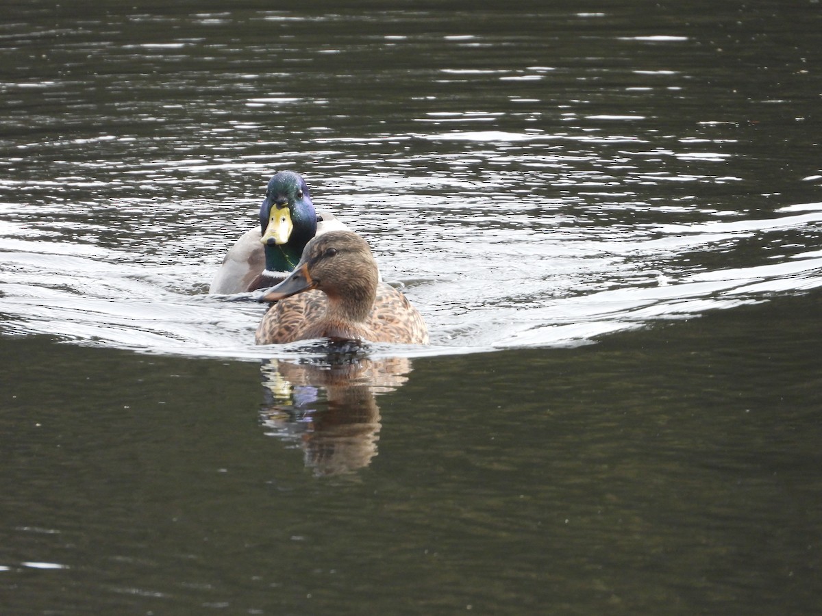 Mallard - ML644733593