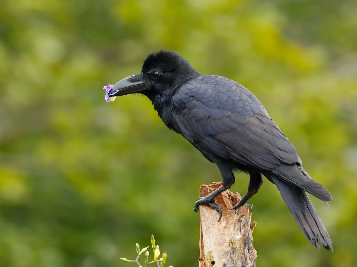 Large-billed Crow (Indian Jungle) - ML644733600