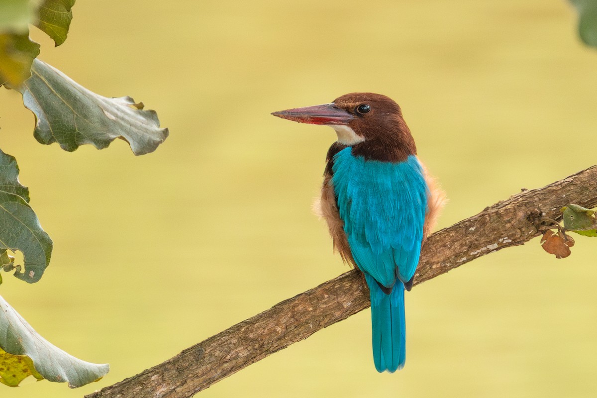 White-throated Kingfisher - ML644733601