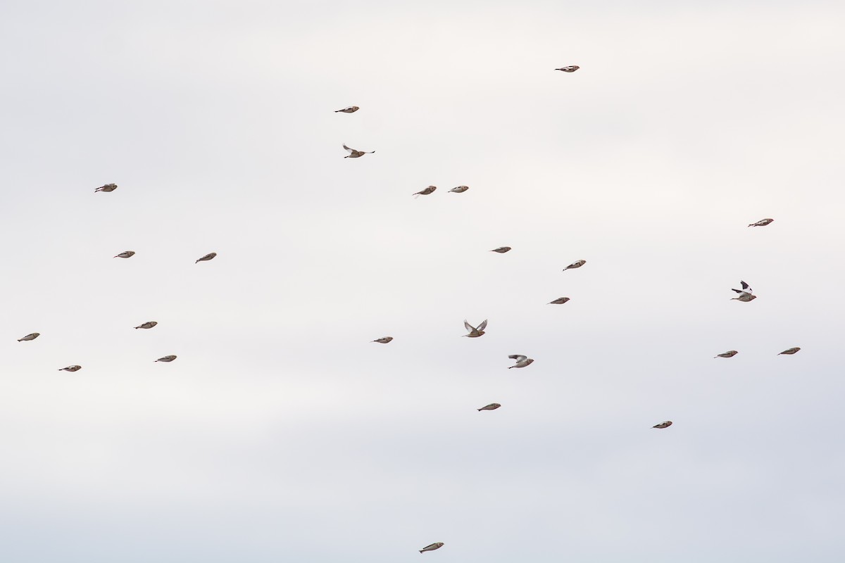 גיבתון שלג - ML644733602