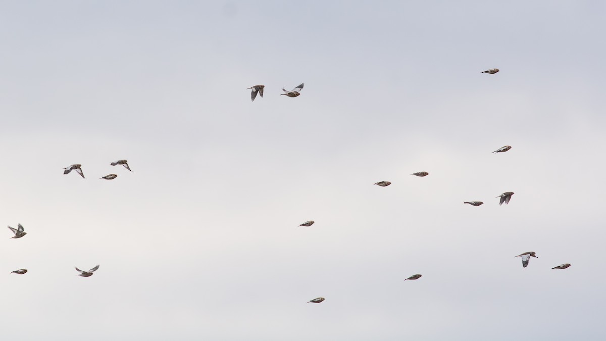 גיבתון שלג - ML644733603