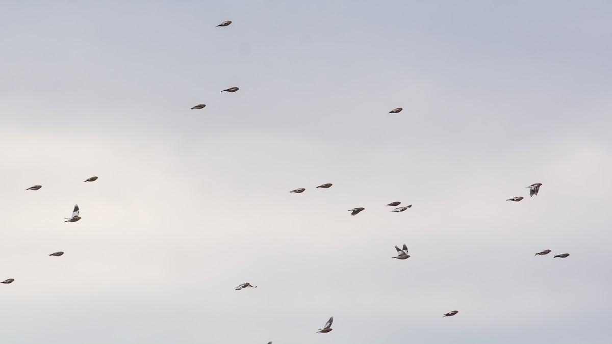 גיבתון שלג - ML644733604