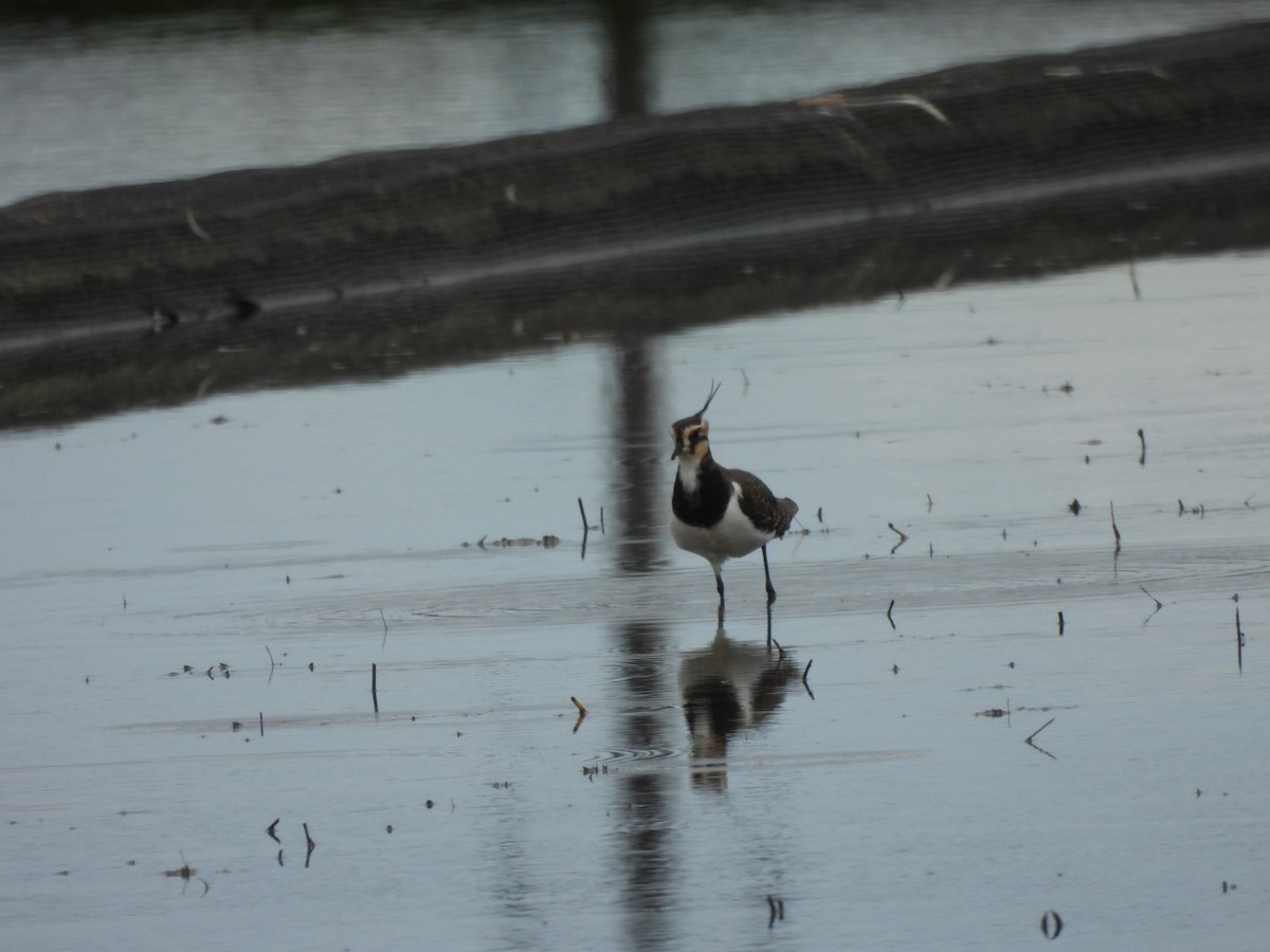 Умардын хавтгаалж - ML644733605