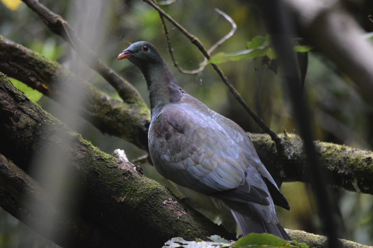 New Zealand Pigeon - ML644733615