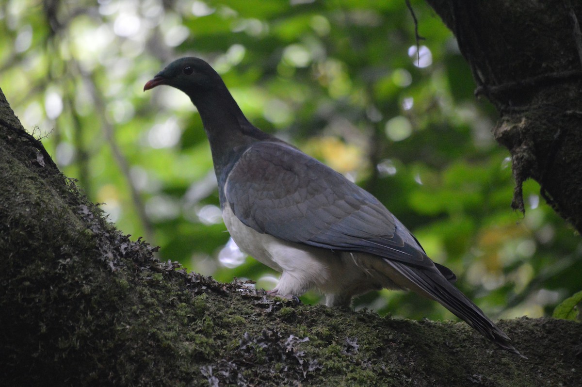 New Zealand Pigeon - ML644733616