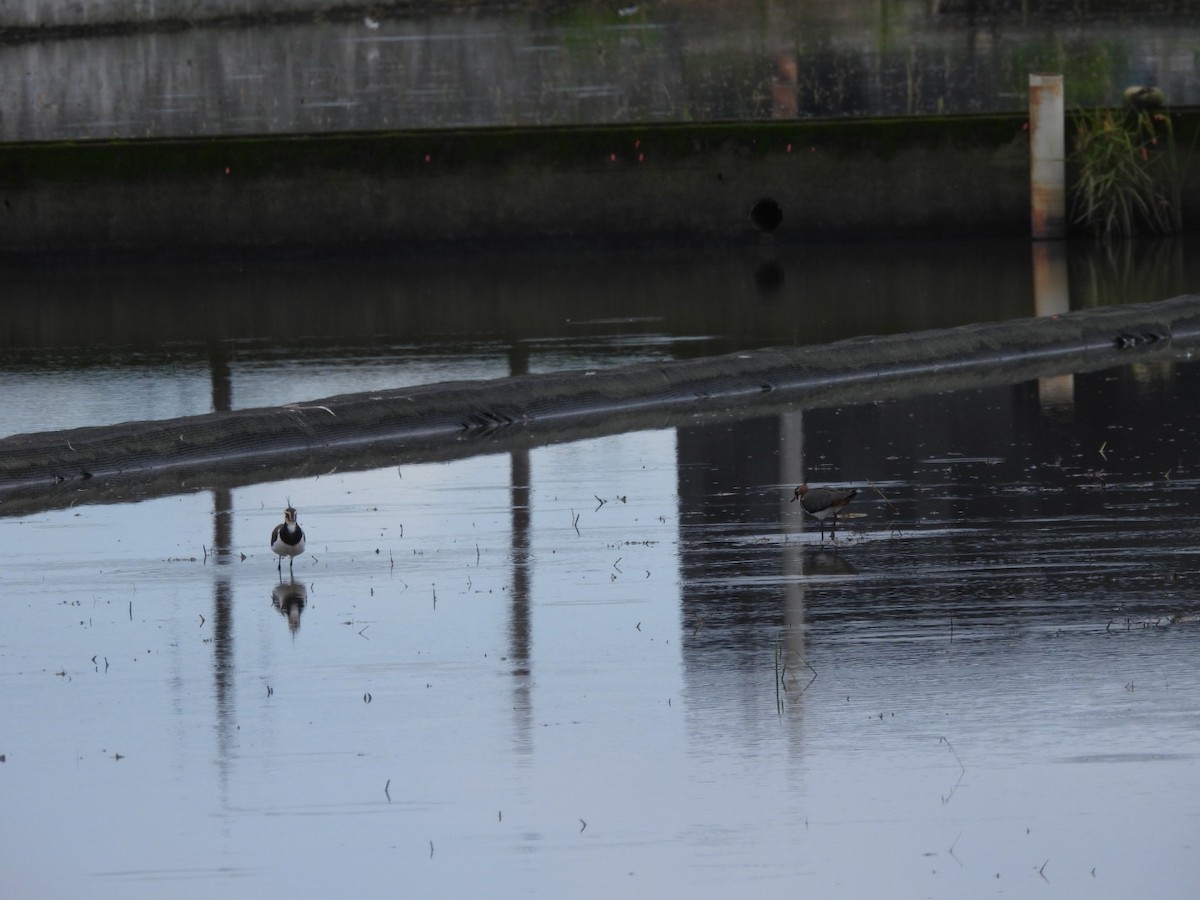 Умардын хавтгаалж - ML644733619