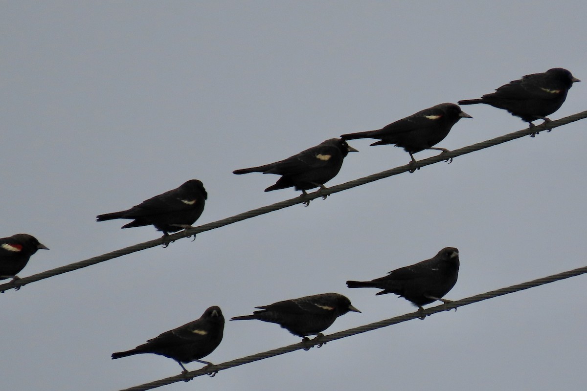 Tricolored Blackbird - ML644733621