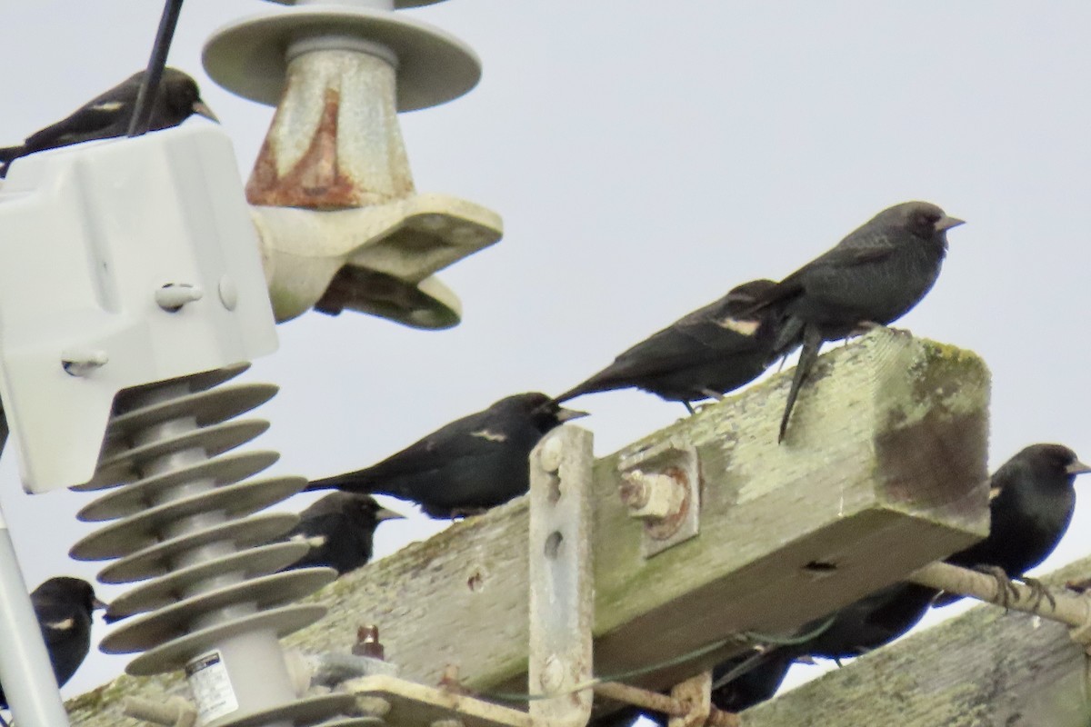 Tricolored Blackbird - ML644733622