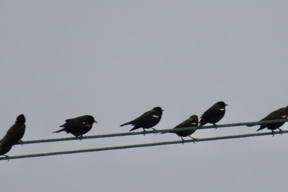 Tricolored Blackbird - ML644733623