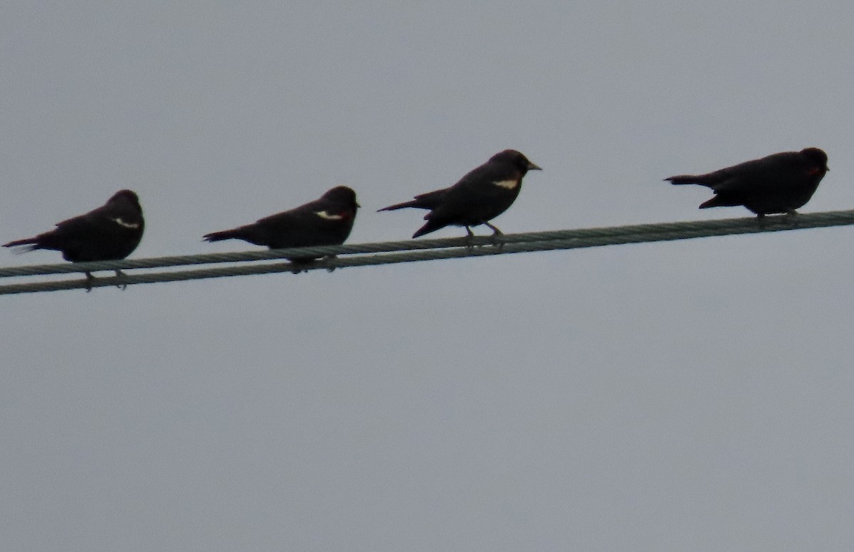 Tricolored Blackbird - ML644733624