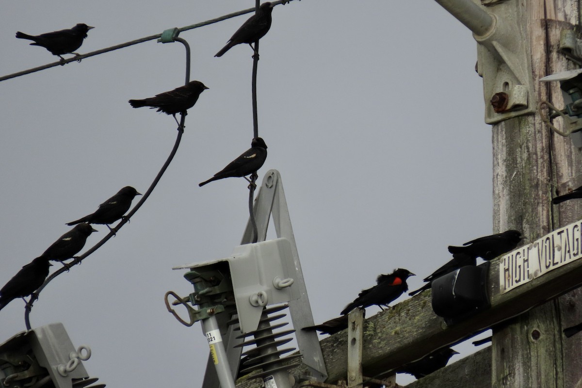 Tricolored Blackbird - ML644733625
