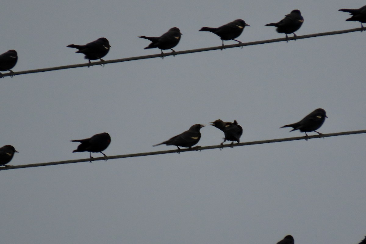 Tricolored Blackbird - ML644733626