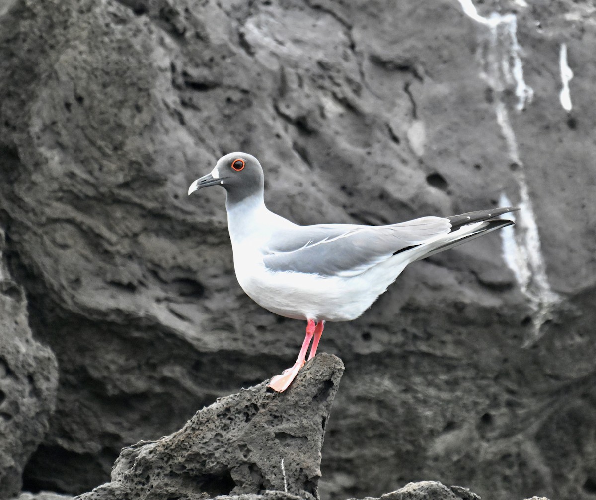 Swallow-tailed Gull - ML644733637