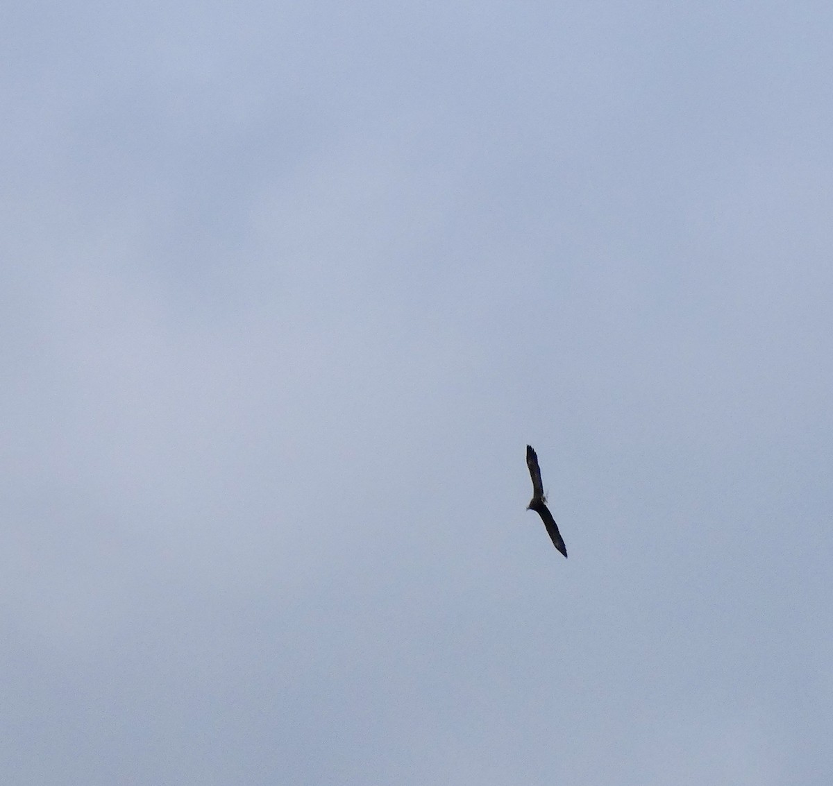 Pygargue à tête blanche - ML644733638