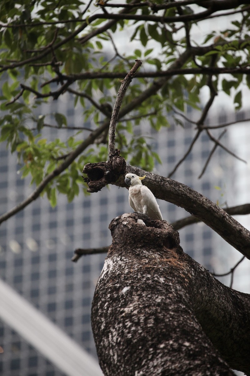 Cacatoès soufré - ML644733642