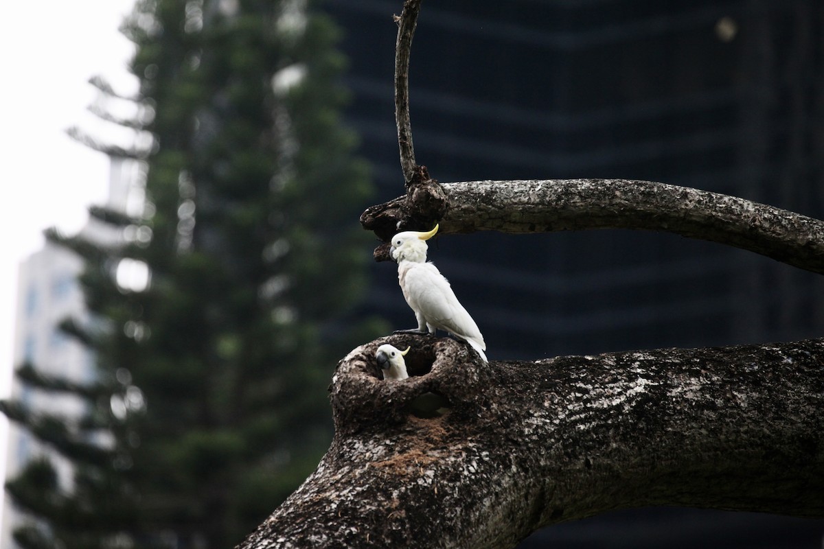 Cacatoès soufré - ML644733643