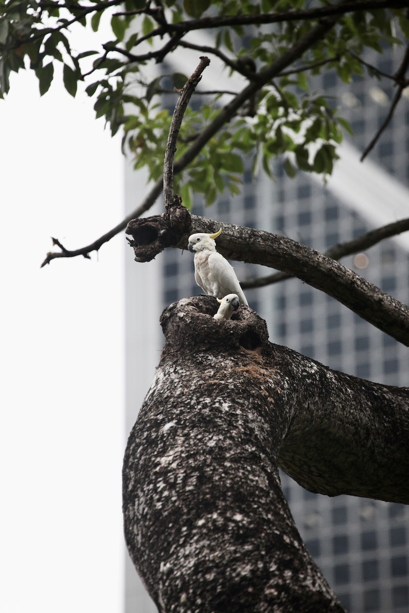 Cacatoès soufré - ML644733644