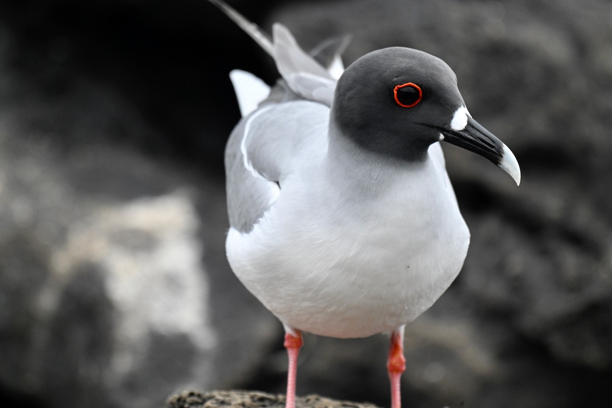 Swallow-tailed Gull - ML644733645