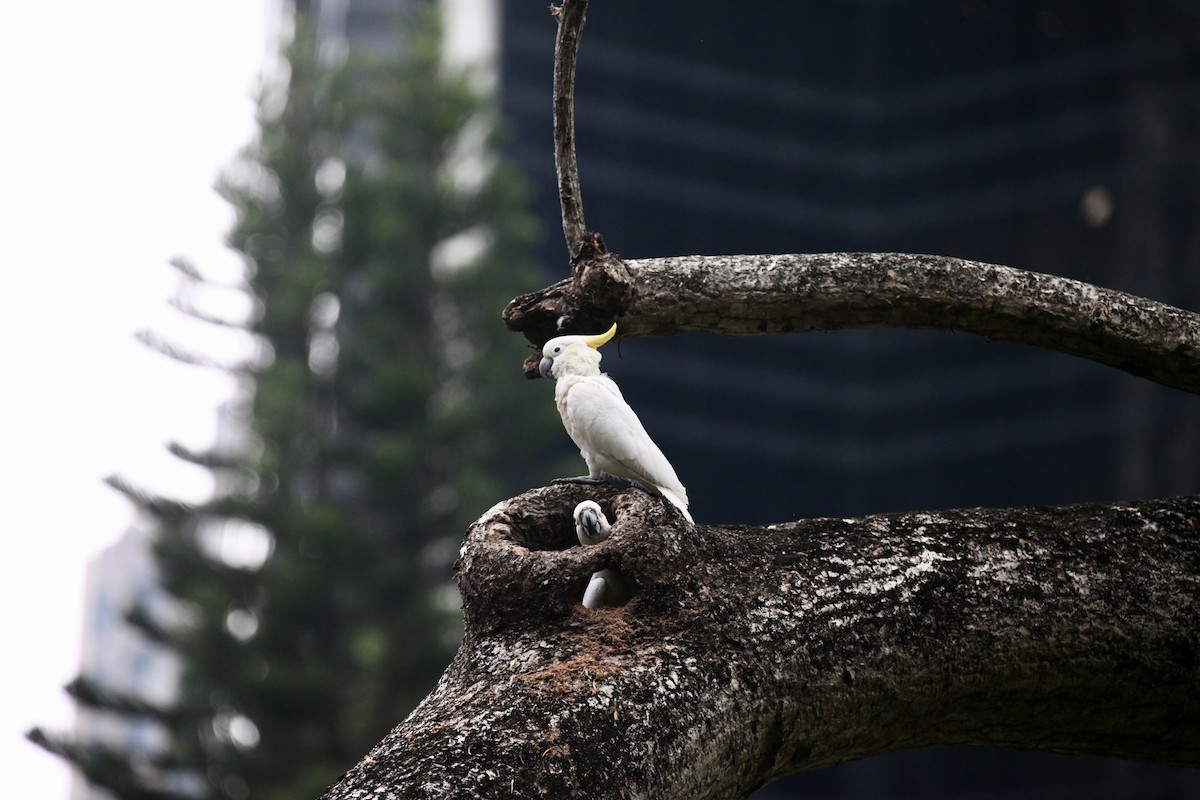 Cacatoès soufré - ML644733647