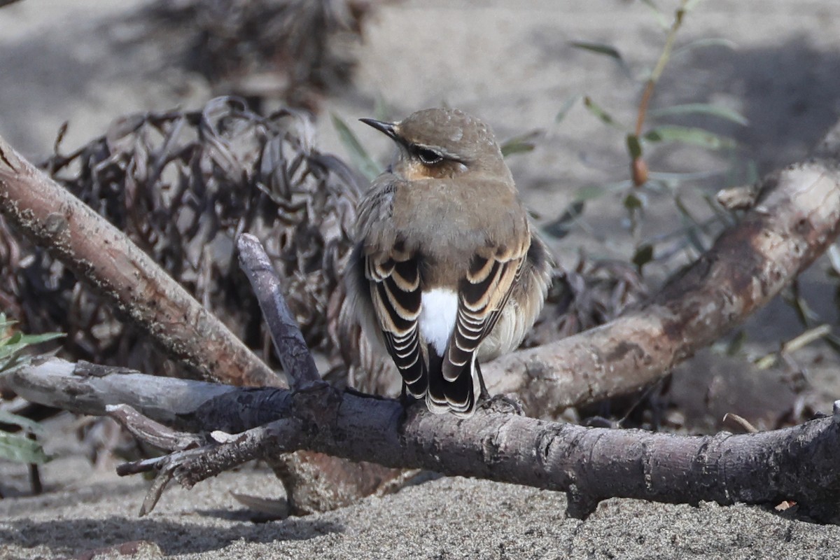 ハシグロヒタキ - ML644733658