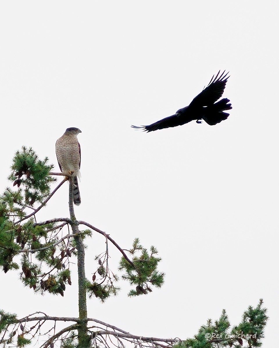 Cooper's Hawk - ML644733662