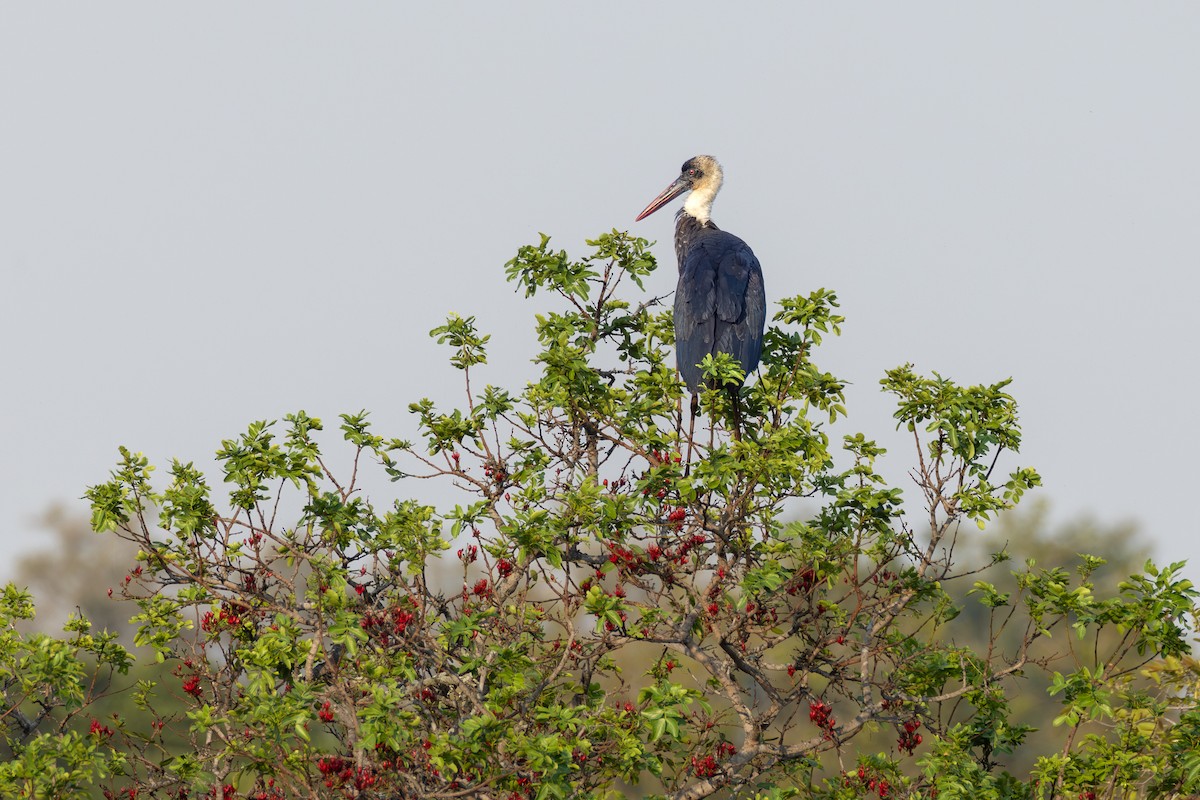 African Woolly-necked Stork - ML644733667