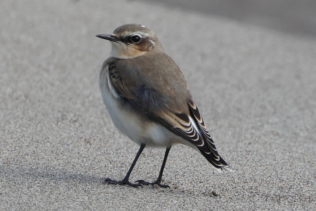 ハシグロヒタキ - ML644733670