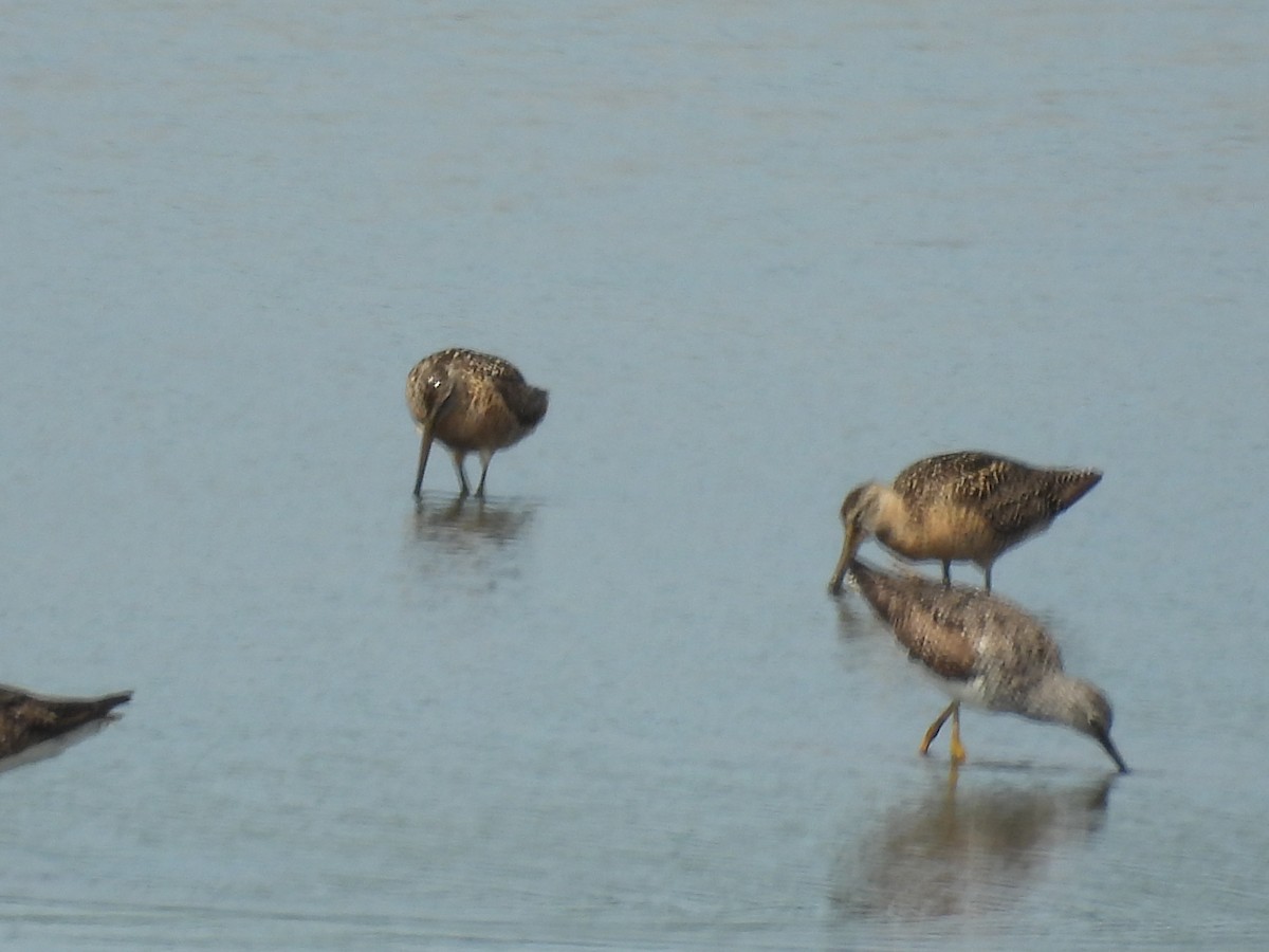 Bécassin à long bec - ML644733676