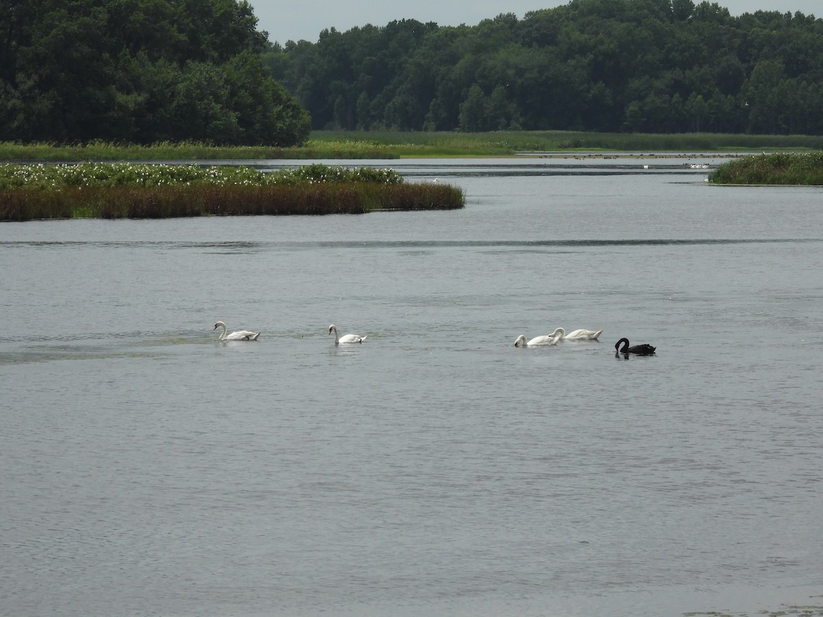 labuť velká - ML644733678