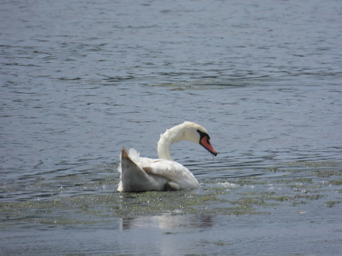 labuť velká - ML644733679