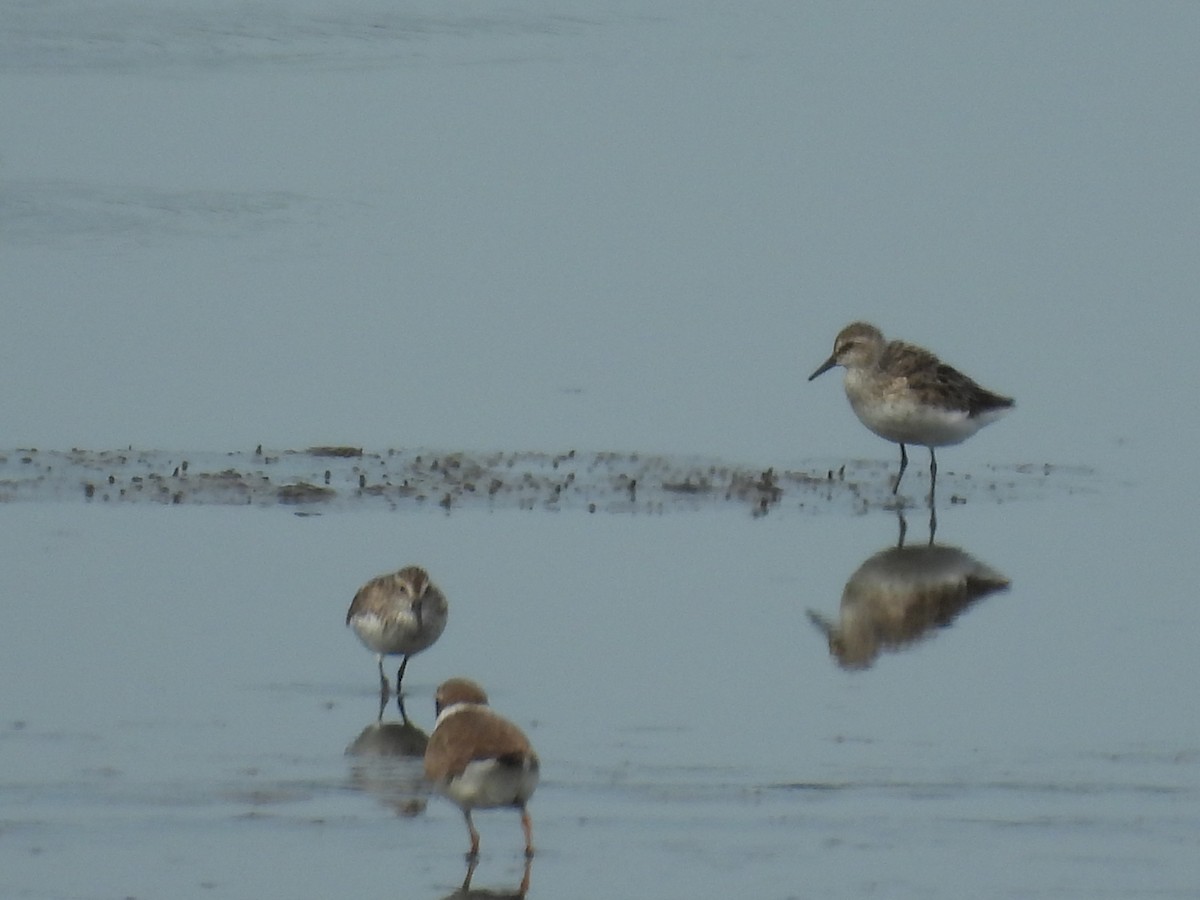 labuť velká - ML644733682