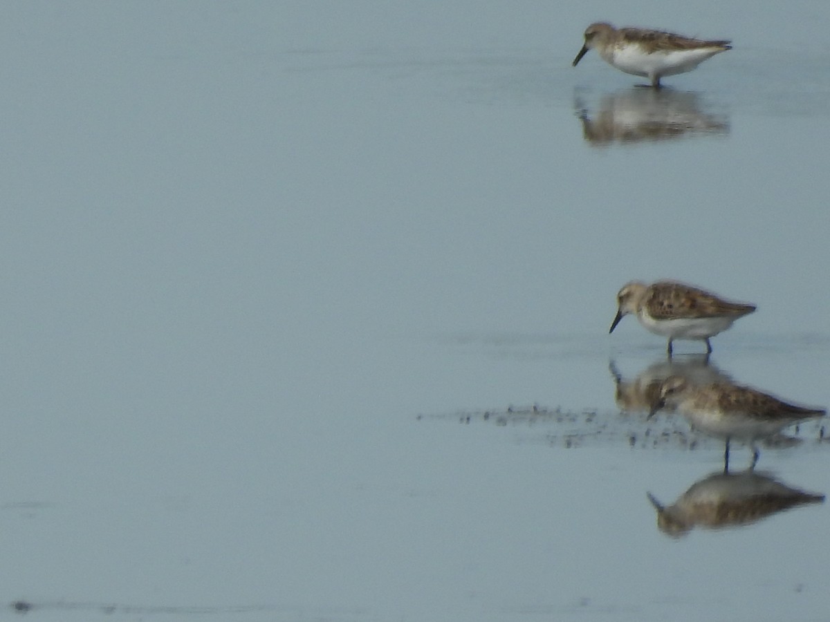 labuť velká - ML644733683