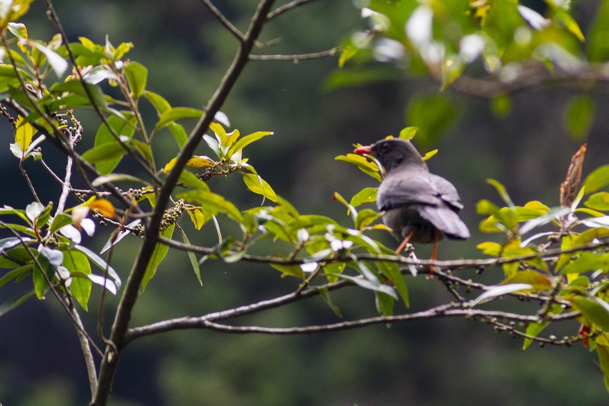 Great Thrush - ML644733684