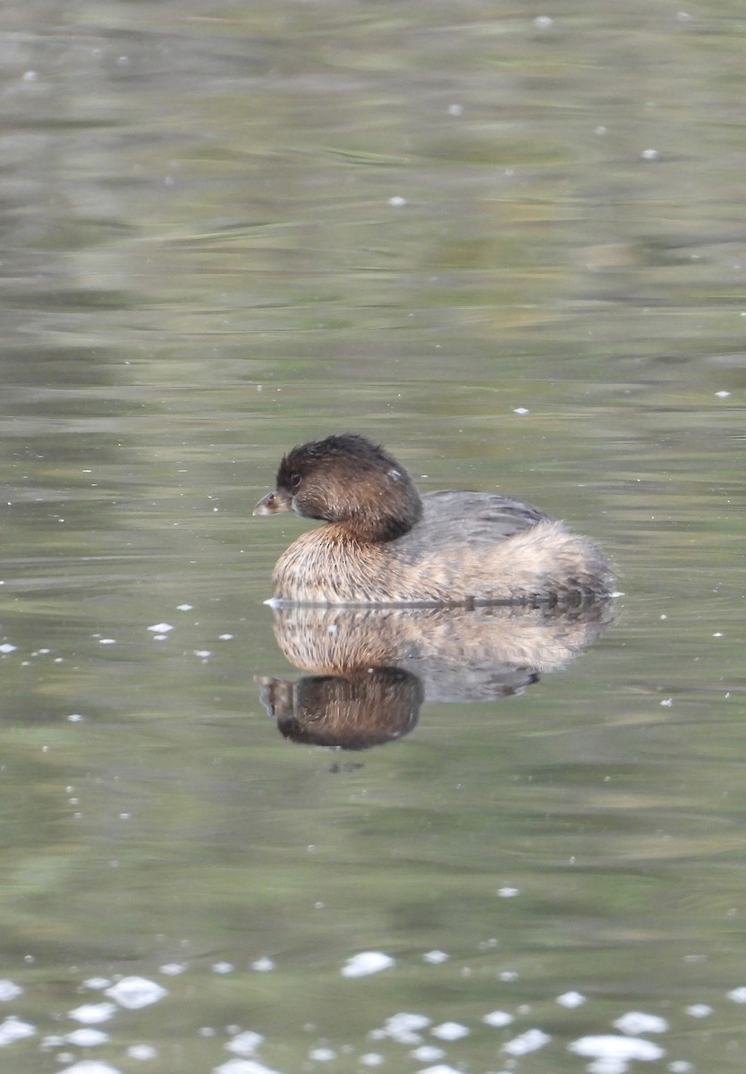 Pied-billed Grebe - ML644733686