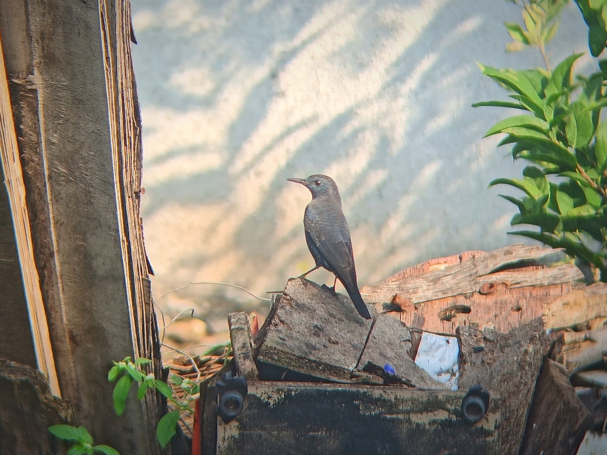 Blue Rock-Thrush - ML644733694