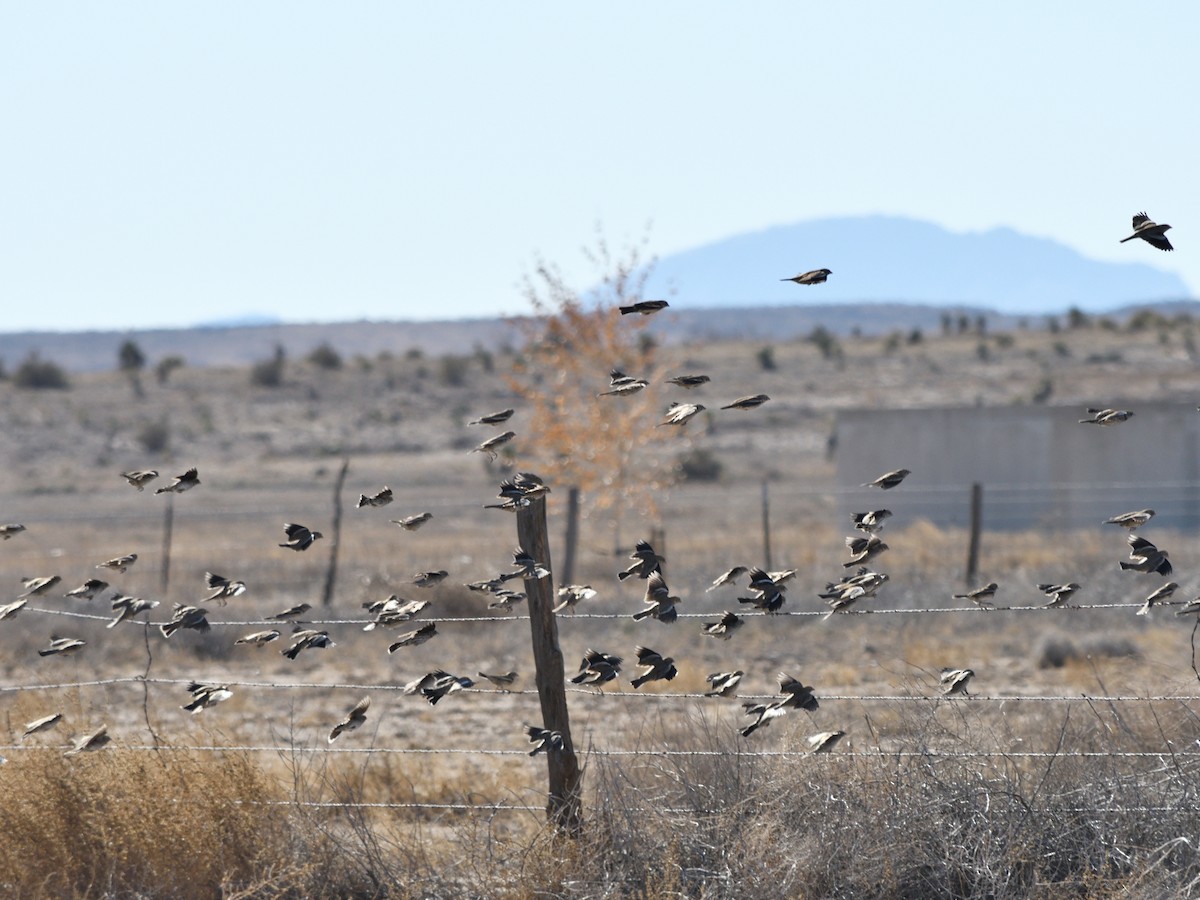 Prärieammer - ML644733696