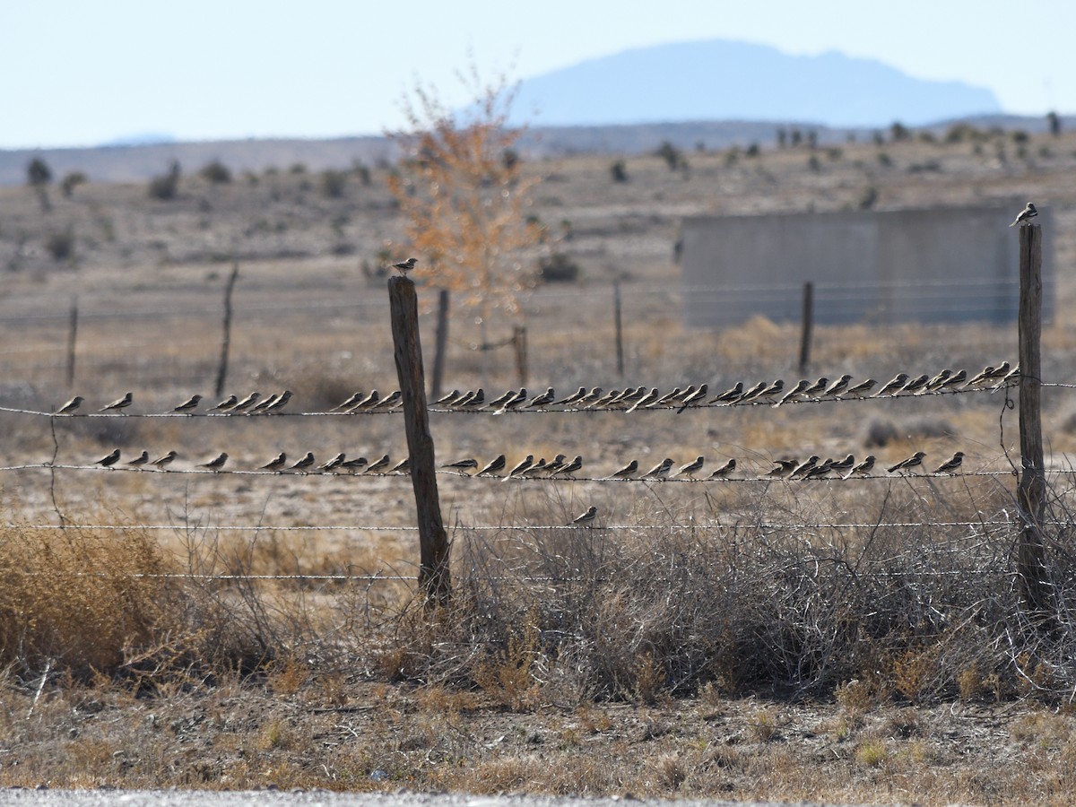 Prärieammer - ML644733697