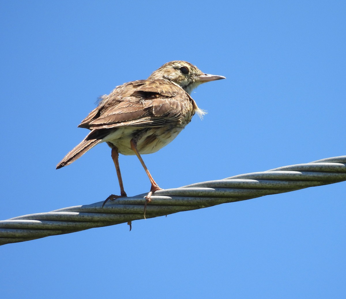 Australian Pipit - ML644733698